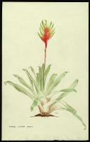Image of Vriesea carinata
