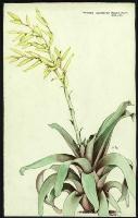 Image of Vriesea saundersii