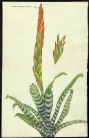 Image of Vriesea splendens
