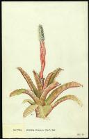 Image of Aechmea pineliana