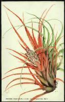 Image of Aechmea recurvata var. ortgiesii