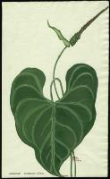 Image of Anthurium cordatum
