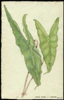 Image of Alocasia longiloba x sanderiana