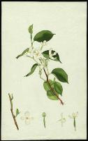 Image of Begonia molleri