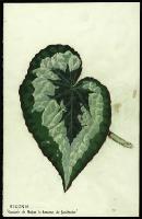 Image of Begonia 'Souvenir de Madam la Baronne de Bleichroder'