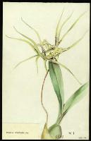 Image of Brassia brachiata