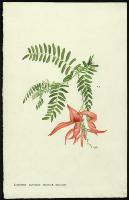 Image of Clianthus puniceus