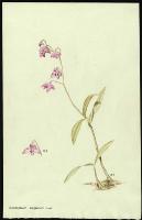 Image of Dendrobium kingianum