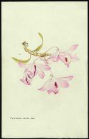 Image of Dendrobium nobile