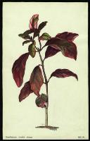 Image of Eranthemum tricolor