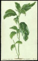 Image of Eranthemum tricolor 'Albo-variegatum'