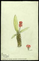 Image of Euphorbia milii var. hislopii