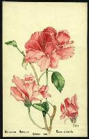Image of Hibiscus rosa - sinensis
