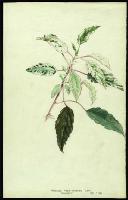Image of Hibiscus rosa - sinensis 'Cooperi'
