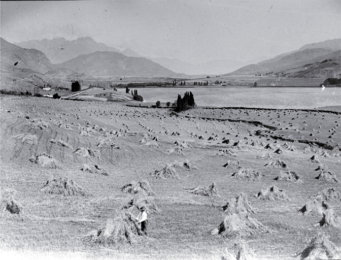 Oats being bound into stooks before threshing, Lake Hayes, Central Otago
