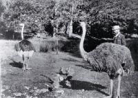Mr George King who began breeding ostriches for their feathers on his Burwood property in 1893 