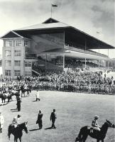 Horses parading in the ring at Riccarton Racecourse 