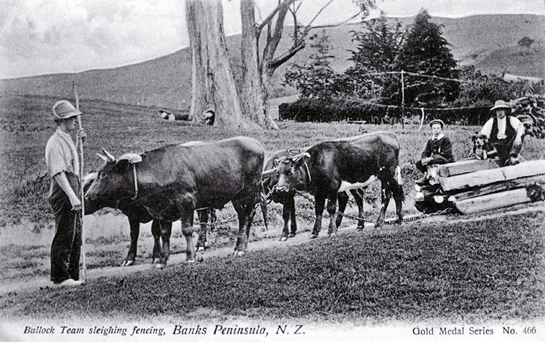 A bullock team used to sleigh fencing material, Banks Peninsula 