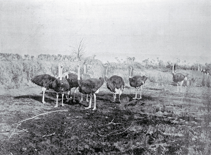 Ostrich farm, near Christchurch 