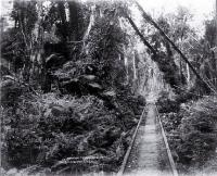 Wooden tramway tracks run through Taramakau bush between Greymouth & Kumara, Westland 