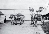 Two carts loaded with flour outside the Riccarton Mill in 1894 