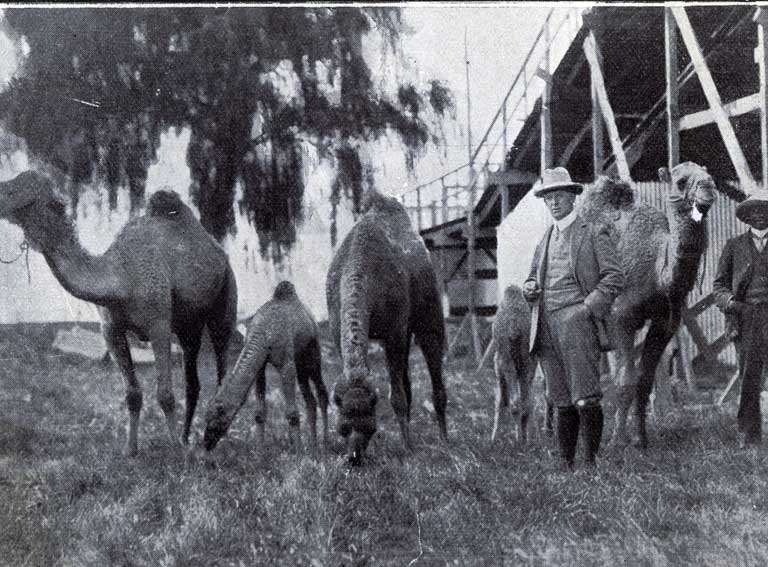 Camels which have been imported for “Wonderland”