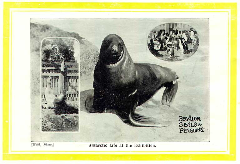 Antarctic life at the exhibition
