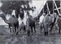 Camels which have been imported for Wonderland