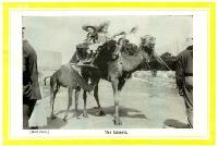 The camels