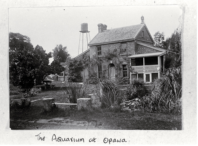 Johnson's Fishponds, the Aquarium at 105 Clarendon Terrace, Opawa 