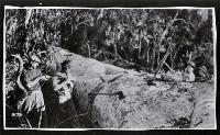 Four men operating a ten-foot saw to cross cut a kauri log : Joe Gordon & Philip Hutchinson man the saw.