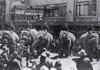 Circus elephants on parade, Colombo Street, Christchurch