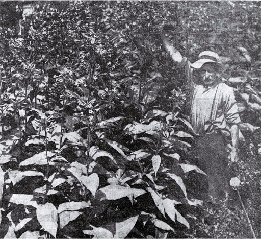 R Ashby, Cobham Street, Spreydon, Christchurch, standing among the tobacco plants grown in his back yard 