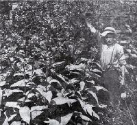 R Ashby, Cobham Street, Spreydon, Christchurch, standing among the tobacco plants grown in his back yard 