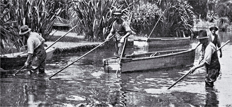 Outdoor staff of the Christchurch Drainage Board shown weed cutting in the Avon River 