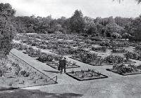The rose garden, Botanic Gardens, Christchurch (formerly the Christchurch Domain) 