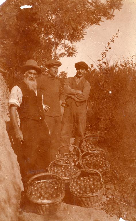 Mr James Turner “Ha-Ha” with 2 lads one Jack Salt coming down the narrow track with their baskets of apricots at Hillwood when I was 17 years old.