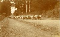 Sheep, Bridle Path Road - on the way to the Mount Pleasant shearing sheds