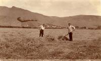 Haymaking on Paddocks at “Hillwood” Estate