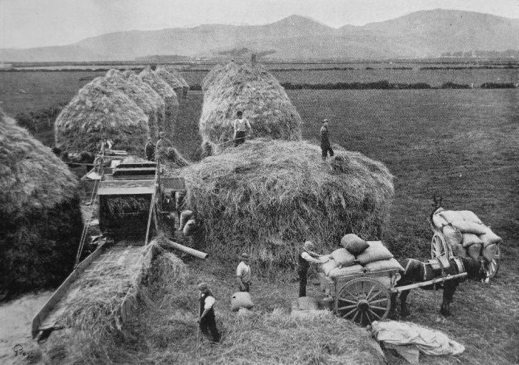 Threshing out a heavy crop of wheat near Christchurch