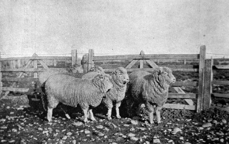 Five sheep most suitable for frozen meat trade. Heslerton Station first, with Half-bred wethers, two-tooths.