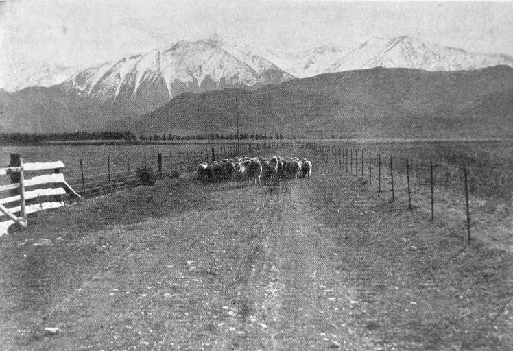 Two scenes at Mount Torlesse, a well-known Canterbury sheep station.