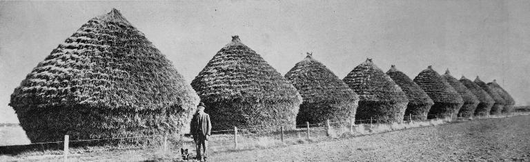 Feed for the horses of the Expeditionary Force. Ten stacks of oats on Mr T. Foster’s farm at Ladbrooks.