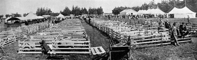 The Ellesmere A. and P. Association’s show: the sheep section.