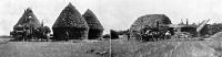 Stacking (left hand photo), Threshing from stook (right hand photo)