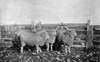 Five sheep most suitable for frozen meat trade. Heslerton Station first, with Half-bred wethers, two-tooths.