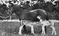 Twin foals. Twin foals are uncommon. This picture shows the purebred draught mare Jessie McLachlan