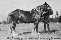 Mr J. Wells jun's champion draught mare.