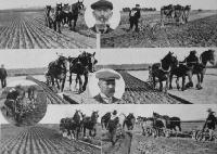 The Leeston Ploughing Match.