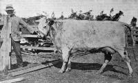 Mr A. Chamberlain’s Shorthorn Heifer, Buttercup, 3Yrs. First Prize Ellesmere Show, 1901.